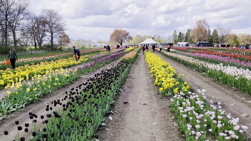 Wicked Tulips Flower Farm