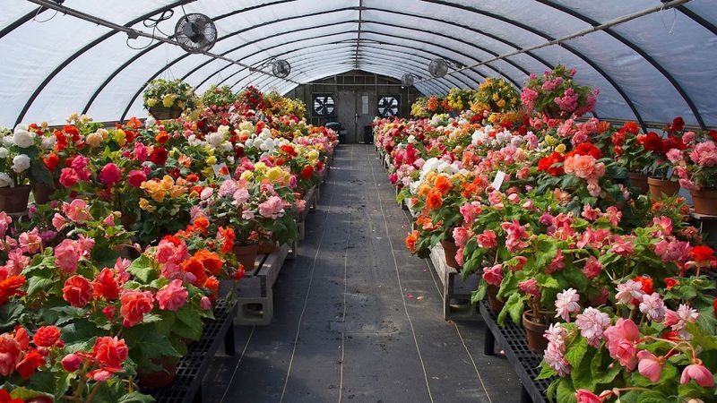 White Flower Farm Store & Gardens
