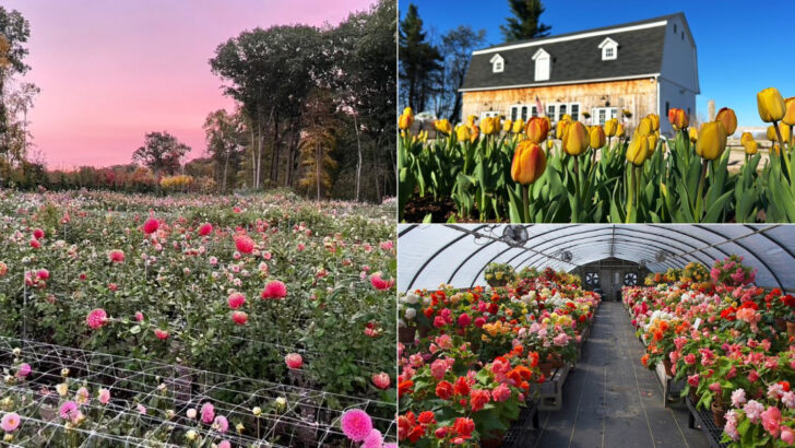 12 Connecticut Flower Farms That Bring Color And Charm To The Countryside