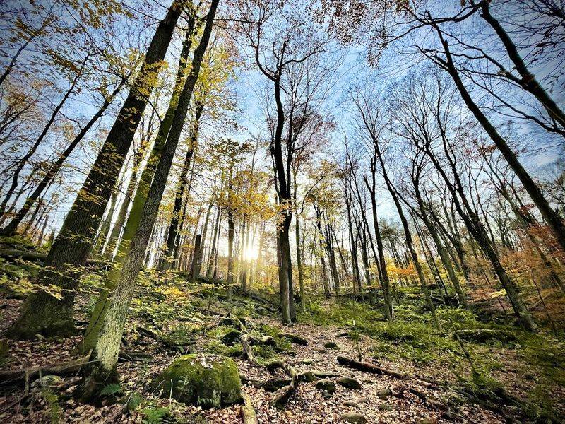 Malabar Farm State Park Trails 
