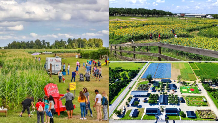 12 Florida Farms Where June Feels Like Summer Vacation Before The Crowds Arrive