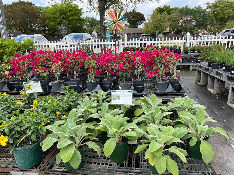 Casaplanta Garden Center
