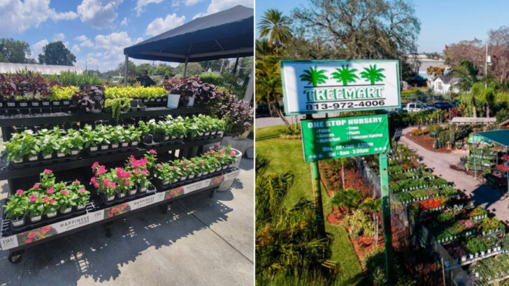 12 Florida Garden Markets Locals Recommend For Beautiful Yards Year-Round