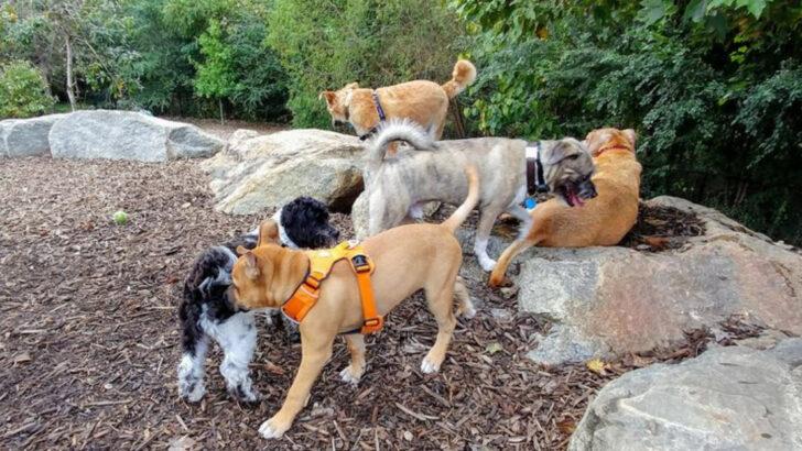 12 Georgia Destinations Where Dogs Are Always Welcome To Join The Fun