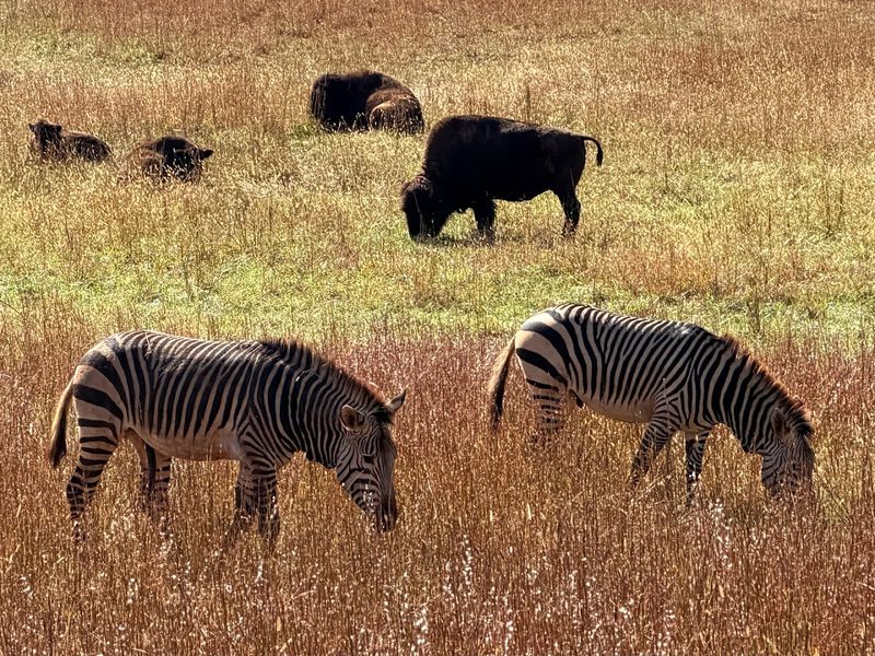 Georgia Safari Conservation Park - Madison, Morgan County