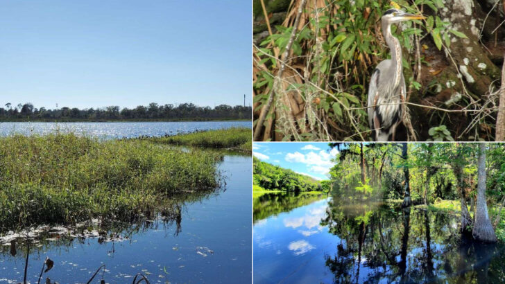 12 Major Rivers In Florida That Are Perfect For Kayaking And Wildlife Watching