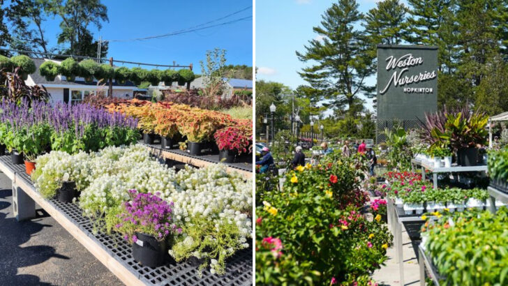 12 Massachusetts Garden Markets Where Visitors Always End Up Staying Longer Than Planned