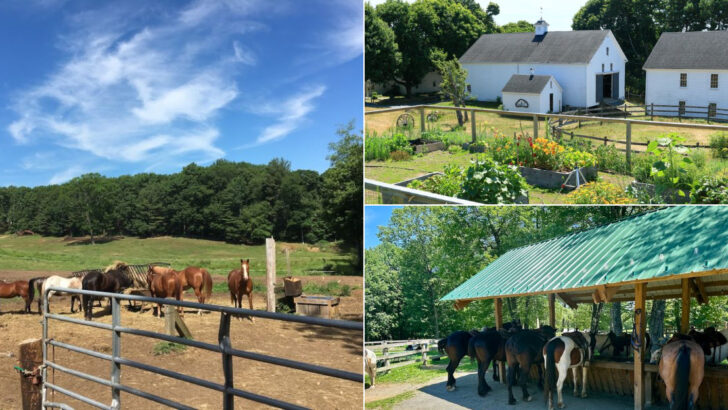 12 Massachusetts Ranches Worth Visiting For Their Rustic Charm