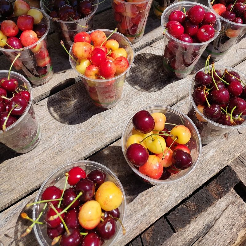 National Cherry Festival - Traverse City, Grand Traverse