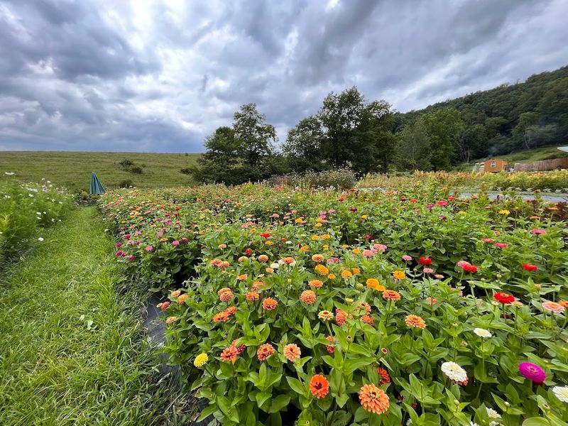 The Never Ending Flower Farm