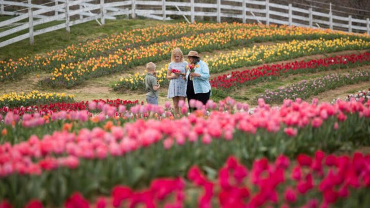 12 North Carolina Flower Farms That Deliver Some Of The State&rsquo;s Most Beautiful Views
