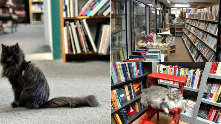 12 Secret Bookstores Across Georgia That Feel Like Literary Treasure Hunts