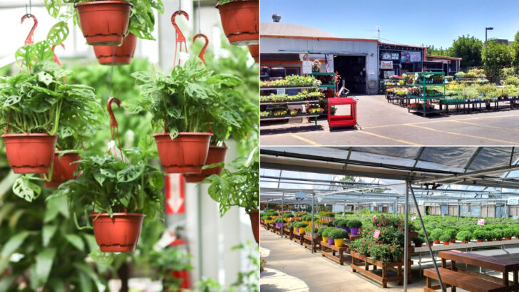 12 Virginia Garden Centers That Feel Like Hidden Outdoor Escapes