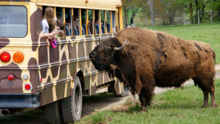12 Virginia Zoos Worth Visiting At Least Once This Year