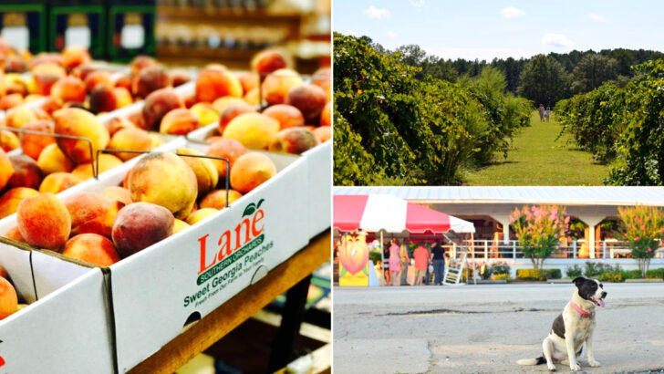 13 Georgia Farms Where June Brings The Best Of Southern Country Life