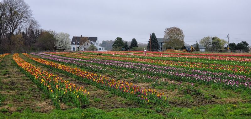 Tip Top Tulips