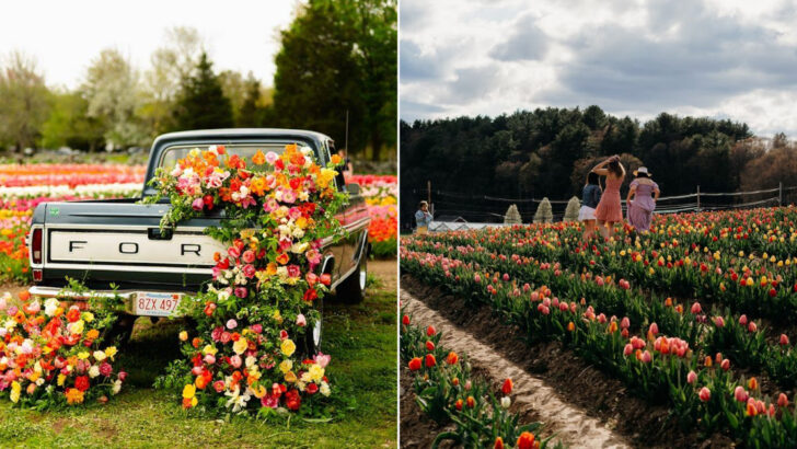 13 Massachusetts Flower Farms That Offer Some Of The State&rsquo;s Most Scenic Views