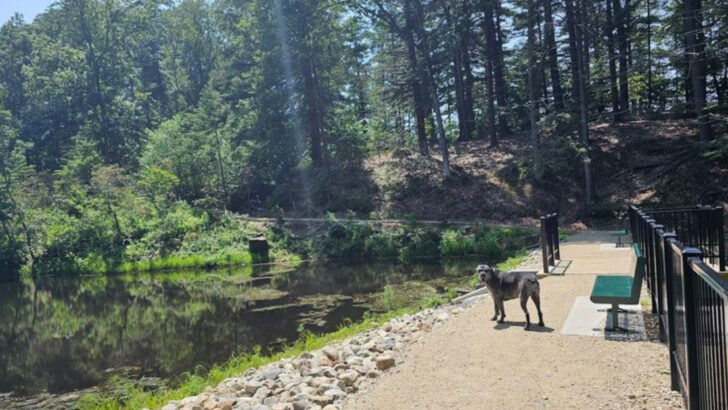 13 Massachusetts Pet-Friendly Destinations Worth Exploring Together