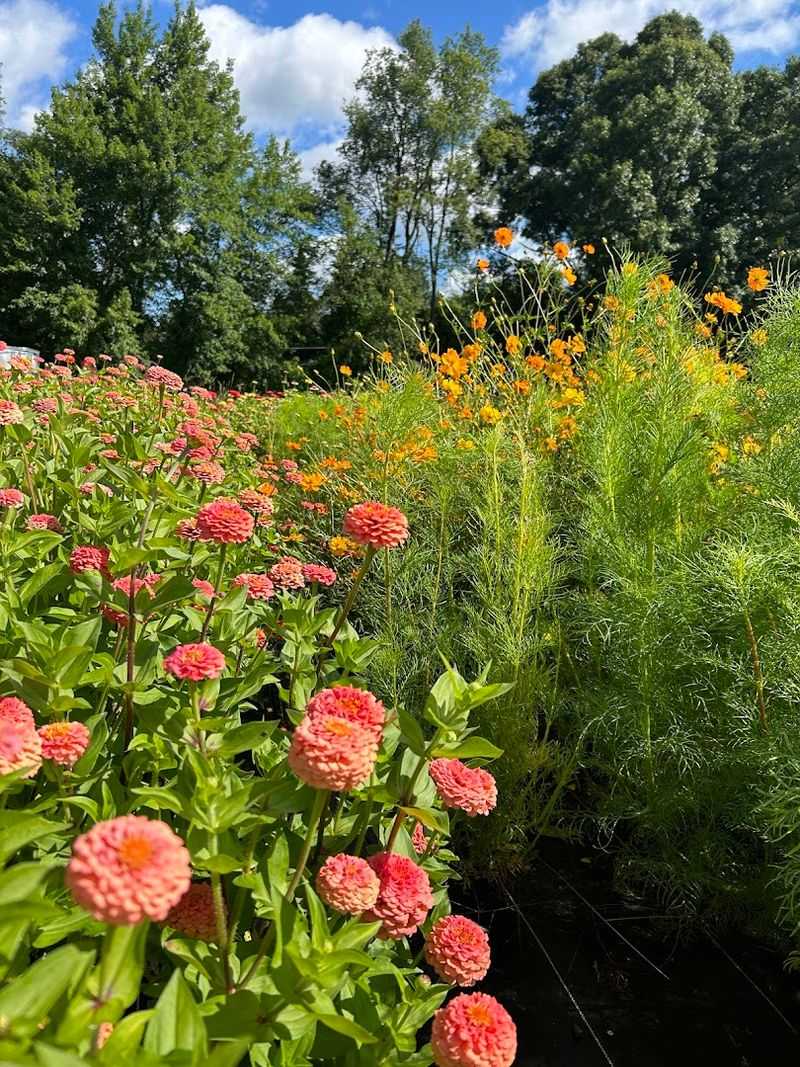 Hazelwood Flower Farm