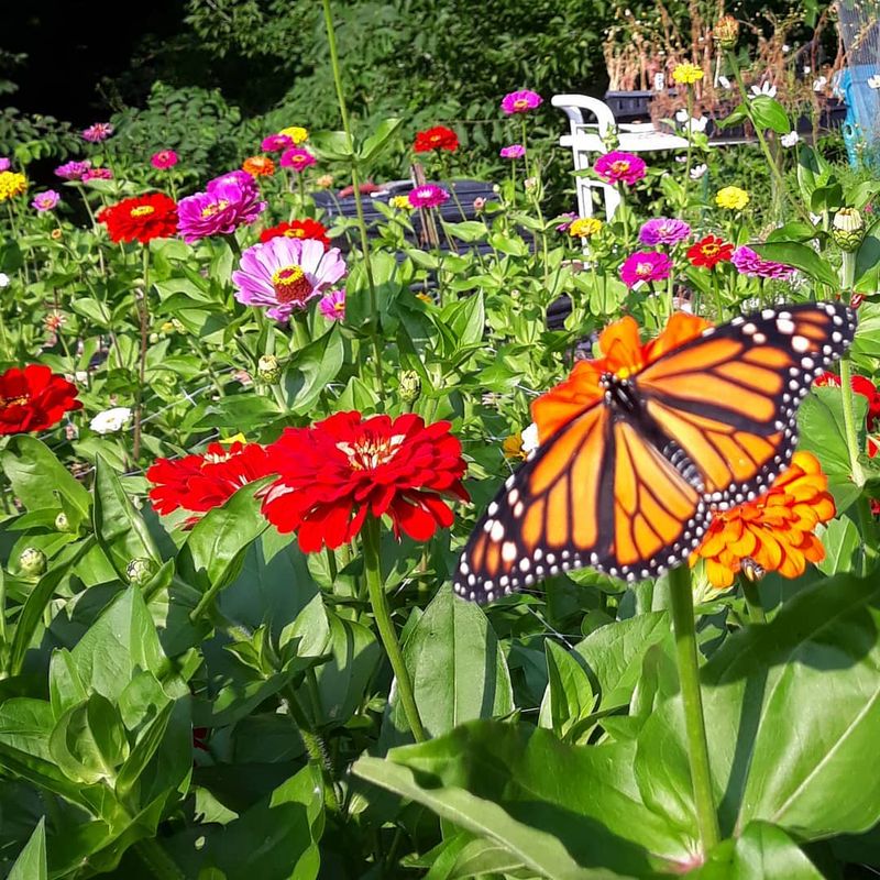 Brightmoor Flower Farm
