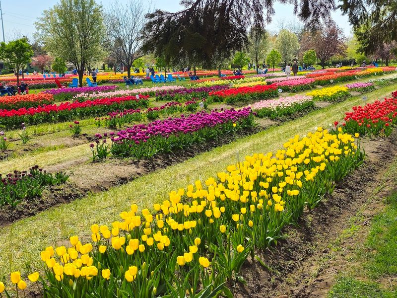 Veldheer Tulip Gardens

