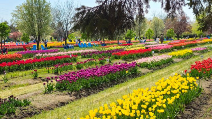 13 Michigan Flower Farms That Feel Like Hidden Pieces Of Paradise