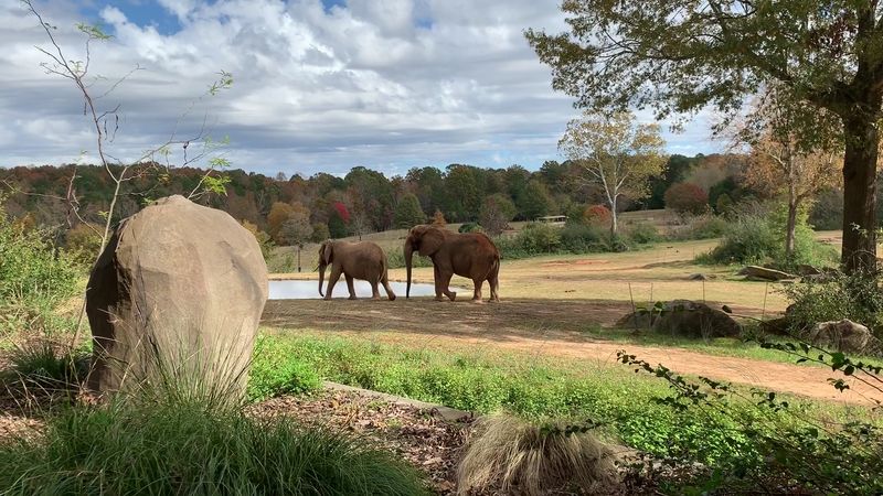 Visit Wildlife Habitats at North Carolina Zoo (Asheboro)