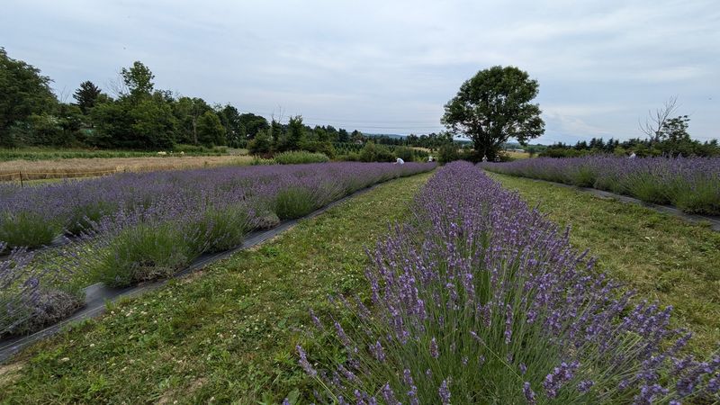 Rogish Farm
