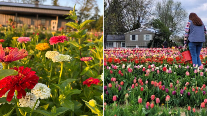 13 Ohio Flower Farms Where Rows Of Blooms Create Picture-Perfect Landscapes