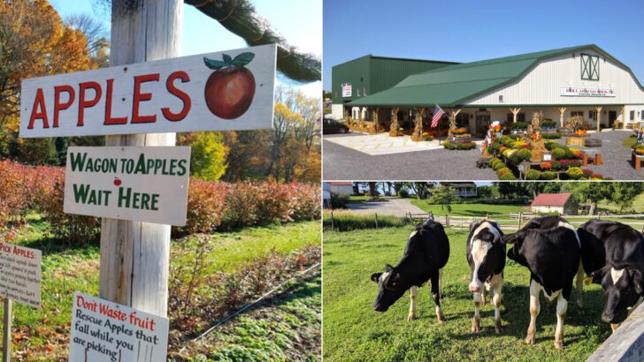 13 Pennsylvania Farms That Make You Want To Spend The Entire Day In The Countryside This June