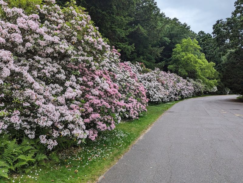 Arnold Arboretum of Harvard University (Boston)