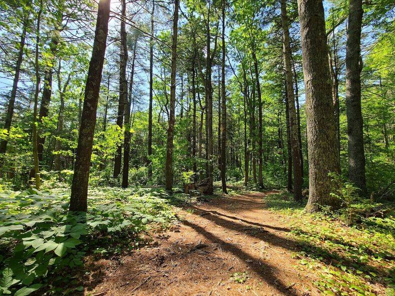 Pachaug State Forest