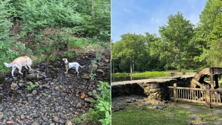 14 Connecticut Pet-Friendly Places That Make Weekend Trips Better