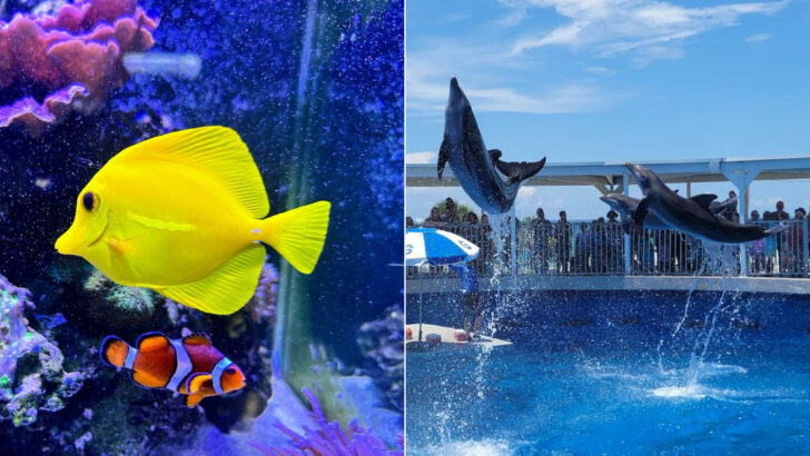 14 Florida Aquariums That Feel Like World-Class Marine Adventures