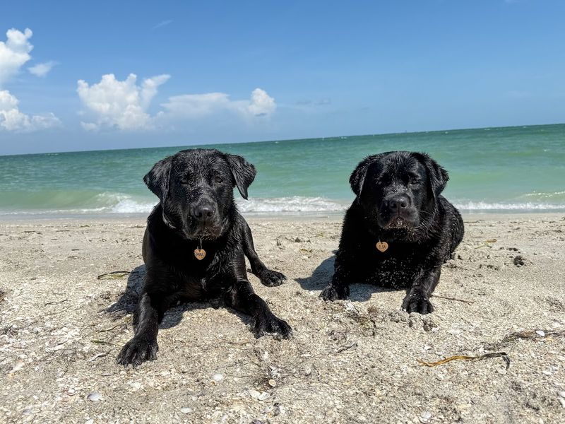 Fort De Soto Paw Playground & Dog Beach (Tierra Verde)
