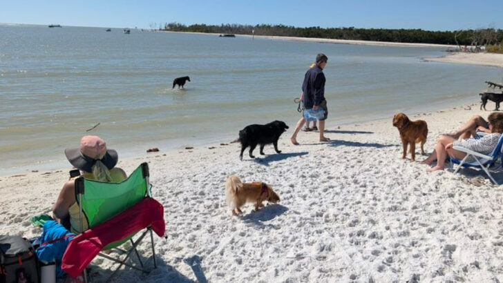 14 Florida Pet-Friendly Places Perfect For Adventures With Your Pup