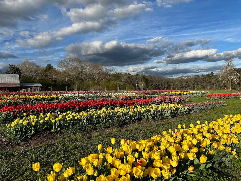 Fields of Grace Flower Farm
