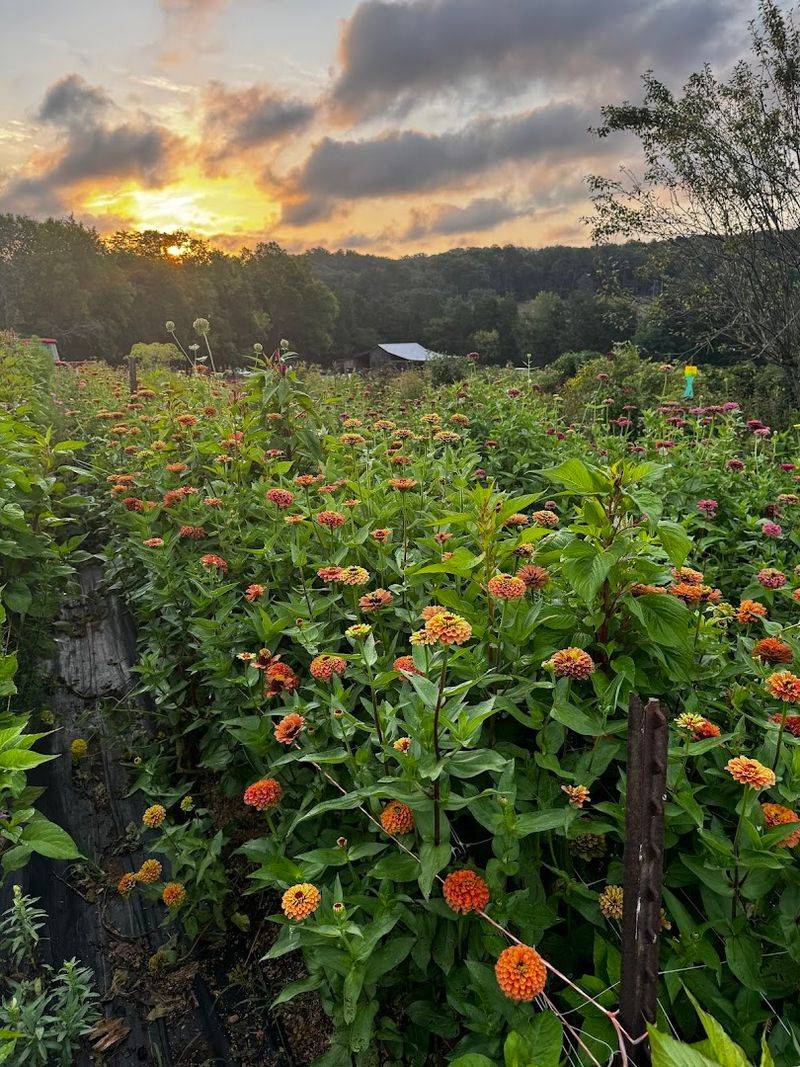 The Flowers at High Point Farms
