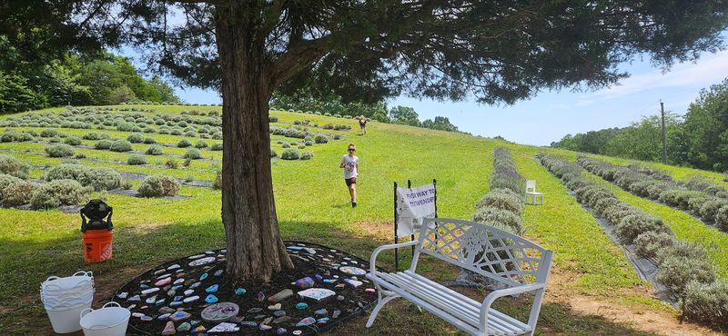 Saddle Creek Lavender Farm
