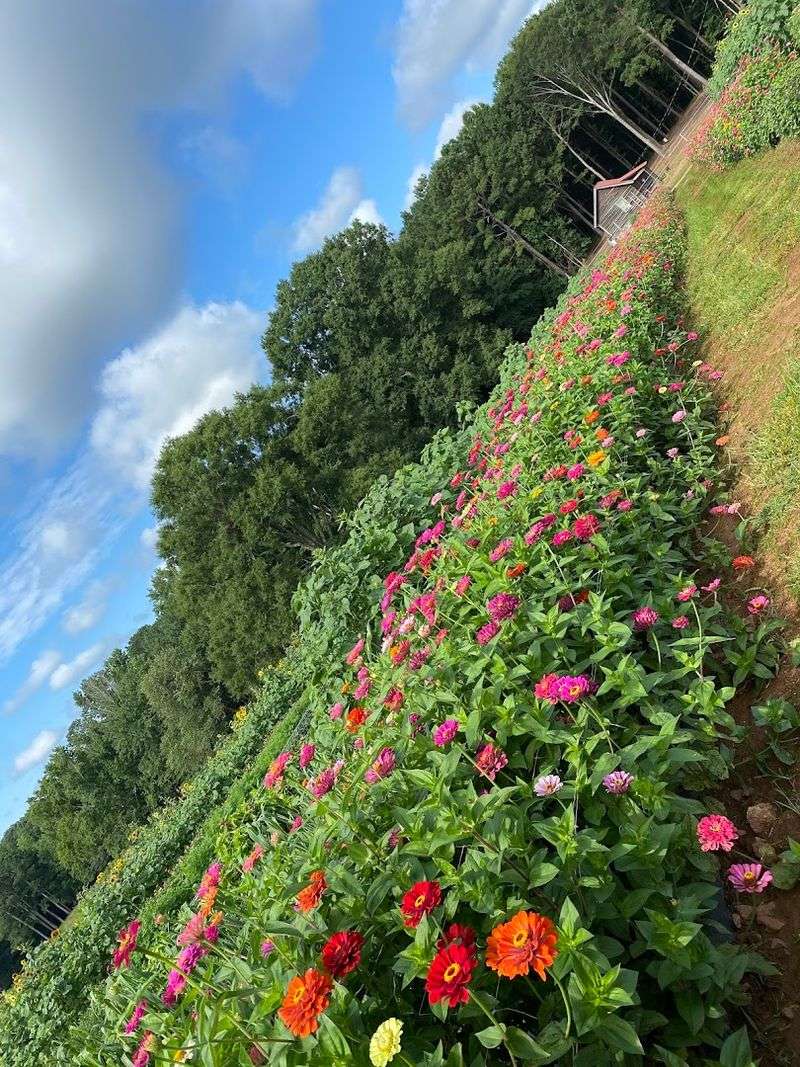 Green Gate Farm and Flower Shack

