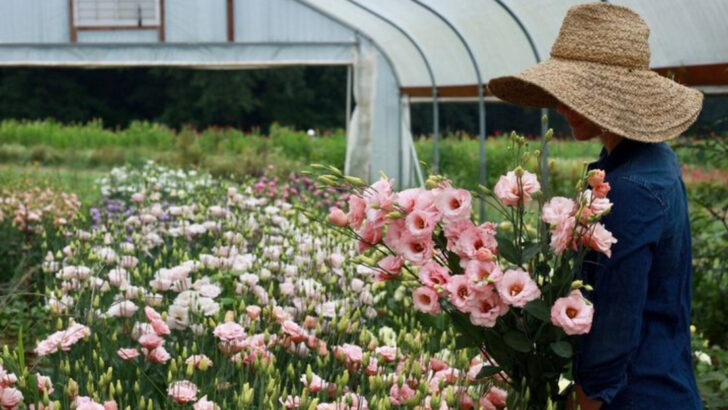 14 Georgia Flower Farms Where Every Path Leads To Another Beautiful View