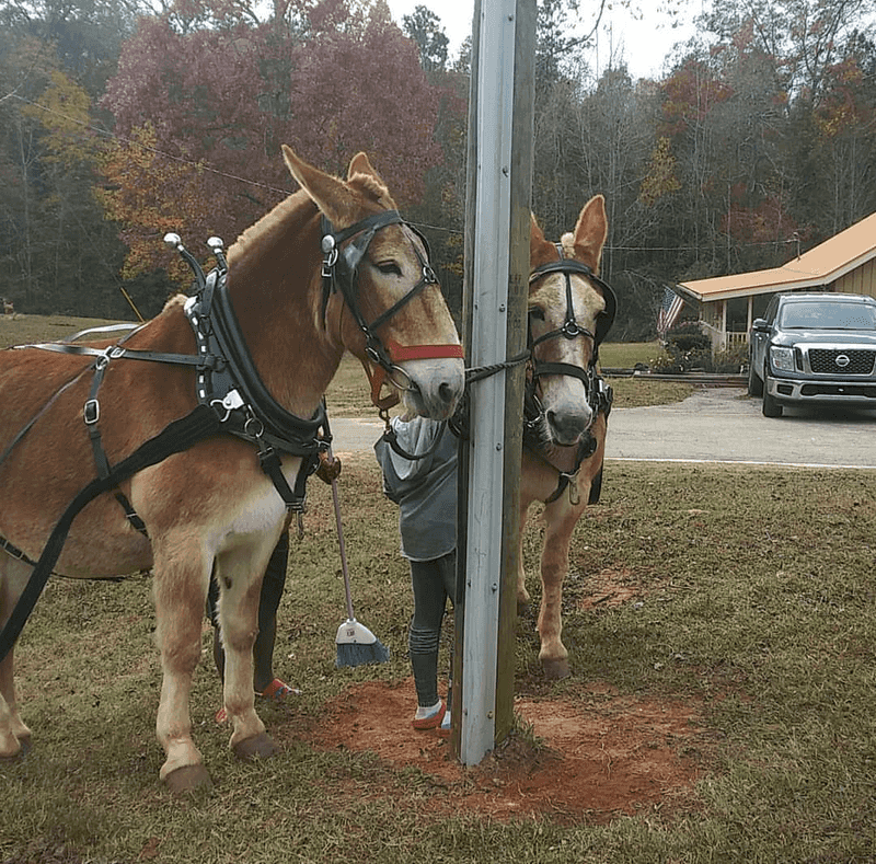 Restoration Ranch — Griffin, Georgia