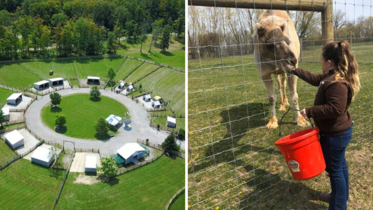 14 Largest Animal Farms In Ohio Worth The Drive For Animal Enthusiasts