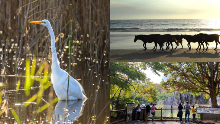 14 North Carolina Safari Experiences That Animal Lovers Shouldn&rsquo;t Miss