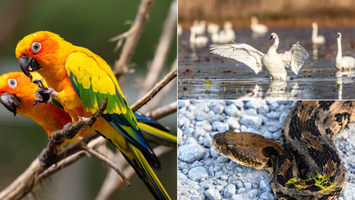 14 Parks In North Carolina Where Animals Roam In Open Habitats