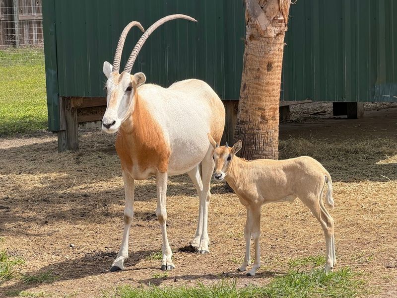 Wild Florida Drive-Thru Safari Park, Kenansville, Osceola County