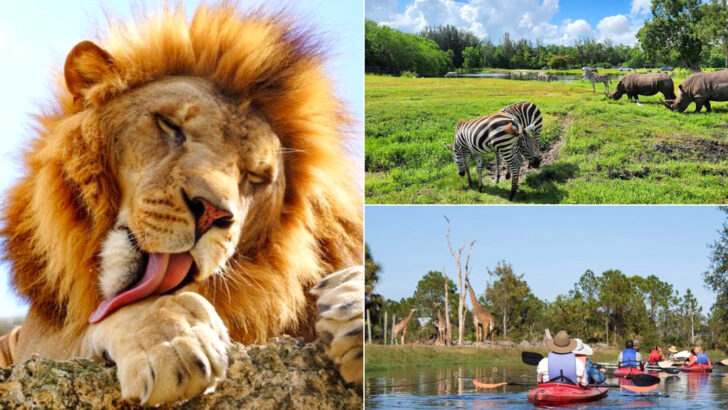 14 Safari Parks In Florida Where You Can Drive Among Exotic Animals