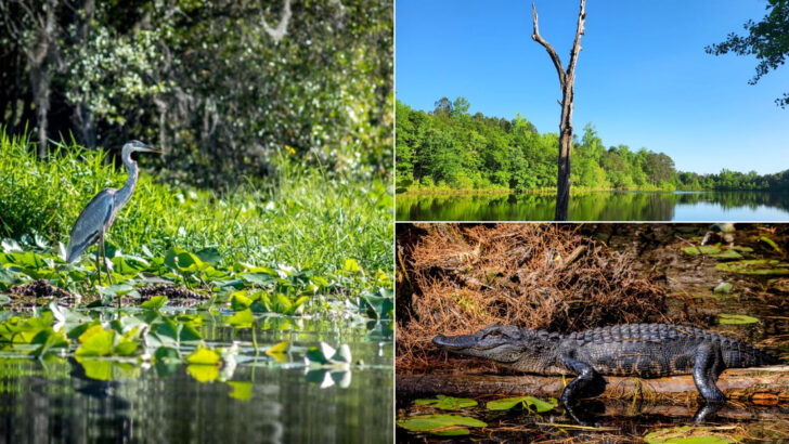 15 Georgia Parks Where Every Turn Brings A New Animal Encounter