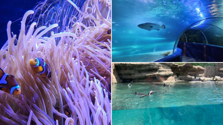 15 Ohio Aquariums That Surprise Visitors With Incredible Marine Exhibits