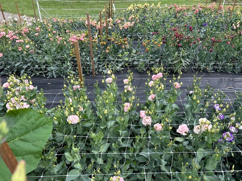Branches and Blooms Flower Farm